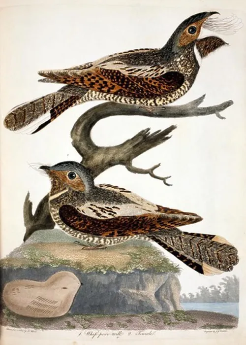 Framed Print : Whippoorwill, by A. Wilson, Print Framed Print : Whippoorwill, by A. Wilson, Print