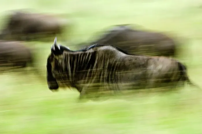 Framed Print : White-Bearded wildebeest (Connochaetes taurinus albojubatus) on migration Framed Print : White-Bearded wildebeest (Connochaetes taurinus albojubatus) on migration