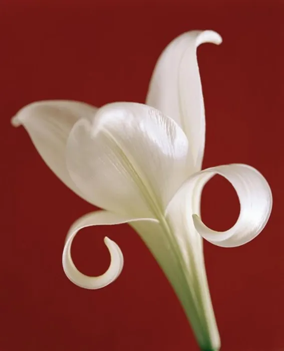 Framed Print : A white flower, close-up