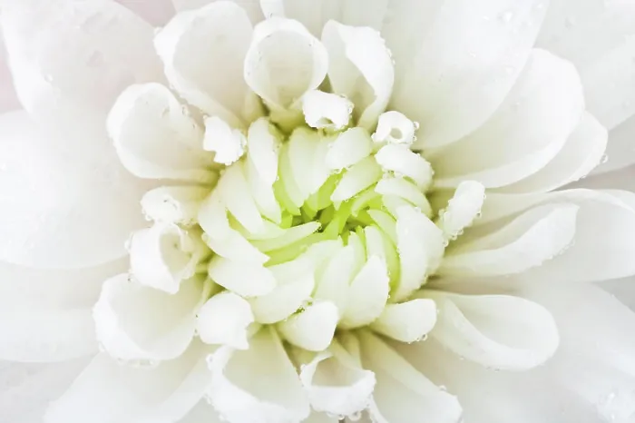 Framed Print : white flower head close up white flower head of chrysanthemum with rain drops close up Copyright: xZoonar