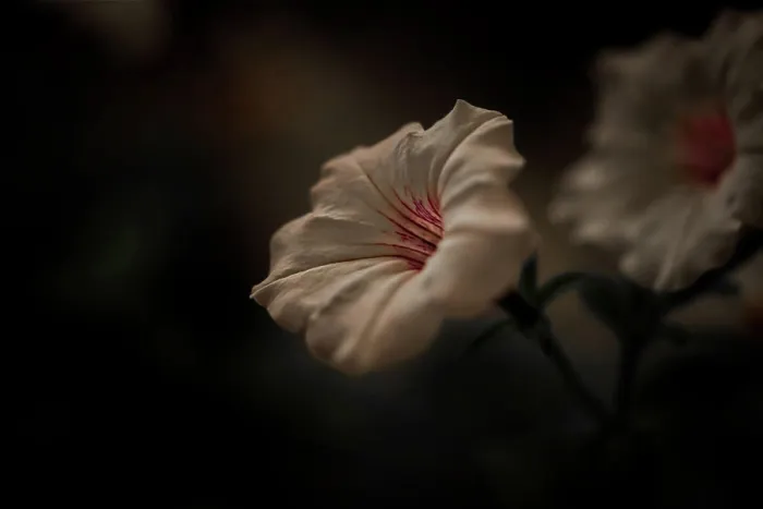 Framed Print : WHITE FLOWER LOW LIGHT CLOSE UP IMAGE Framed Print : WHITE FLOWER LOW LIGHT CLOSE UP IMAGE