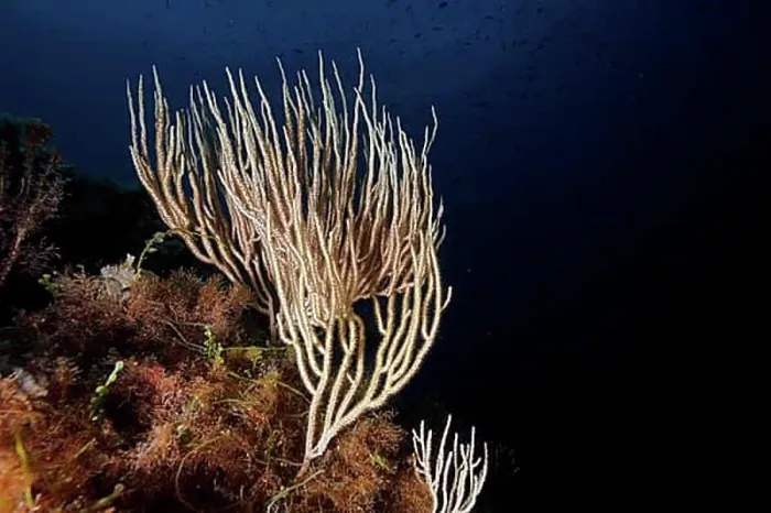 Framed Print : White gorgonian (Eunicella singularis) in the Mediterranean Sea near Hyeres