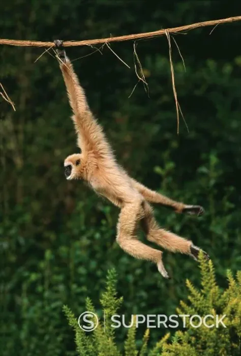 Framed Print : White-Handed Gibbon, hylobates lar, Moving, hanging from Liana