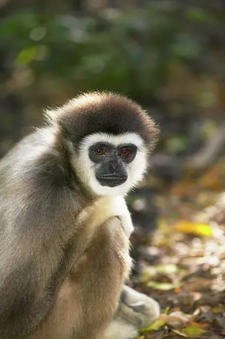 Framed Print : White- handed gibbon. Monkeyland Primate Sanctuary Framed Print : White- handed gibbon. Monkeyland Primate Sanctuary