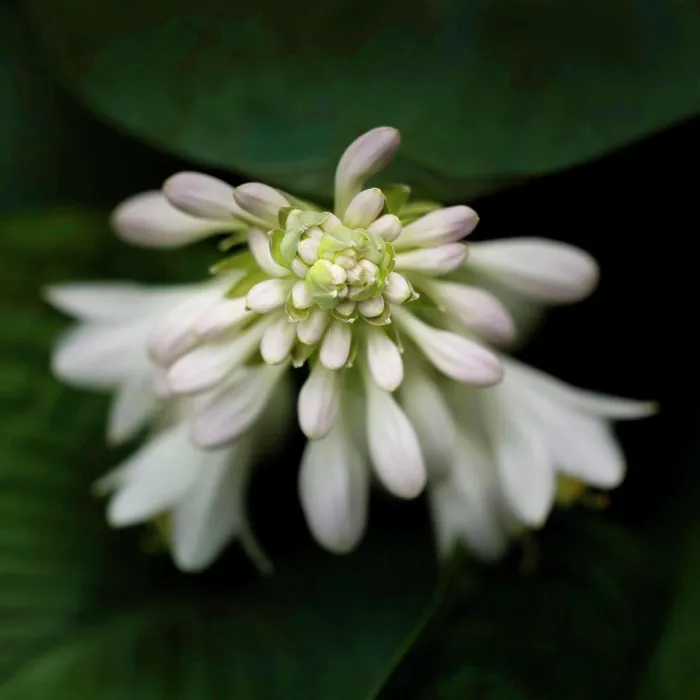 Framed Print : White and Light Lavender Hosta Flowers, Close-Up Framed Print : White and Light Lavender Hosta Flowers, Close-Up