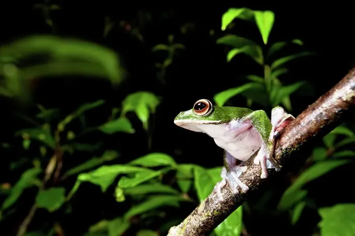 Framed Print : White-Lipped Tree frog (Boophis albilabris) in rainforest canopy Framed Print : White-Lipped Tree frog (Boophis albilabris) in rainforest canopy