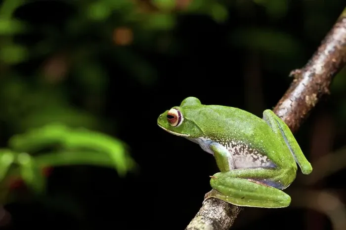 Framed Print : White-Lipped Tree frog (Boophis albilabris) in rainforest canopy Framed Print : White-Lipped Tree frog (Boophis albilabris) in rainforest canopy