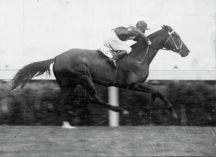 Framed Print : White Nose, one of the only two Cup runners that the critics give a ***** creating an upset in prospects