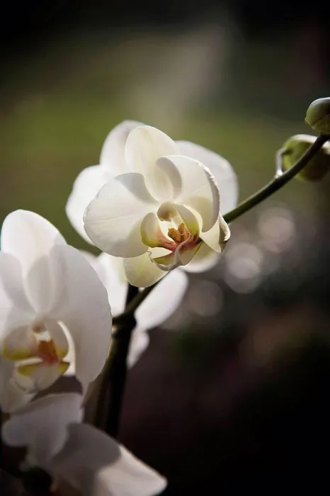 Framed Print : White orchid