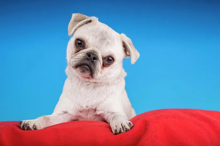 Framed Print : White Pug puppy resting on a red cushion. (PR) Framed Print : White Pug puppy resting on a red cushion. (PR)