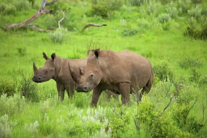 Framed Print : White Rhino (Ceratotherium simum) Framed Print : White Rhino (Ceratotherium simum)
