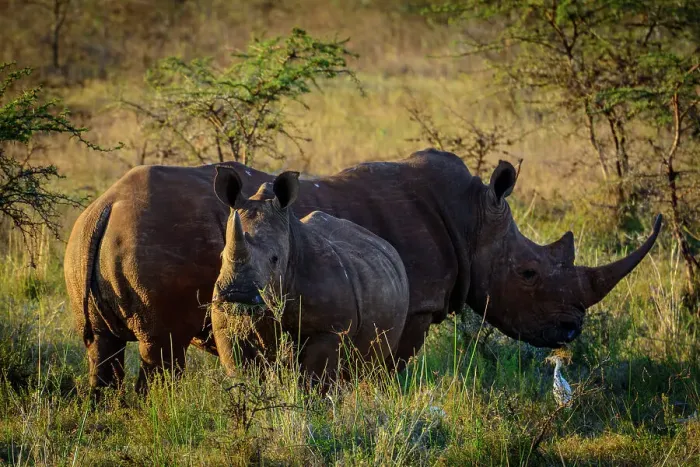 Framed Print : White rhino or square-lipped rhinoceros (Ceratotherium simum) and Cattle Egret (Bubulcus ibis)