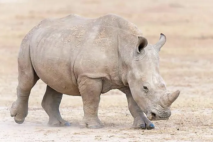 Framed Print : White Rhinoceros (Ceratotherium simum), Ol Pejeta Reserve, Kenya, Africa Framed Print : White Rhinoceros (Ceratotherium simum), Ol Pejeta Reserve, Kenya, Africa