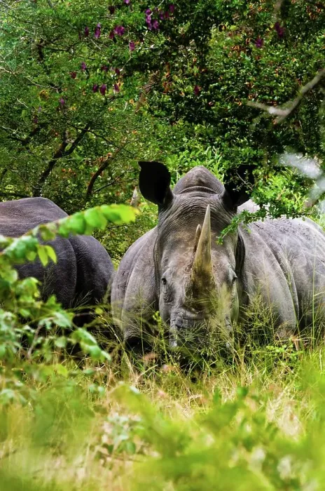 Framed Print : White rhinoceros (rhino) or square-lipped rhinoceros (Ceratotherium simum)Timbavati Game Reserve
