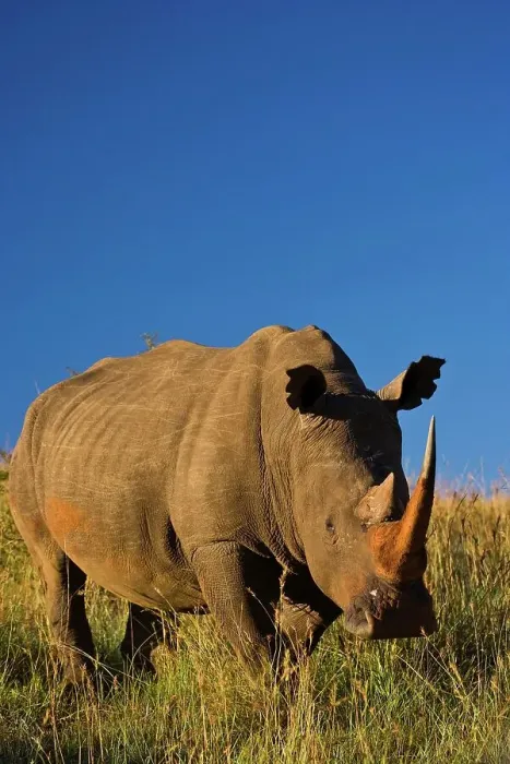 Framed Print : White Rhinoceros or Square-lipped Rhinoceros (Ceratotherium simum)
