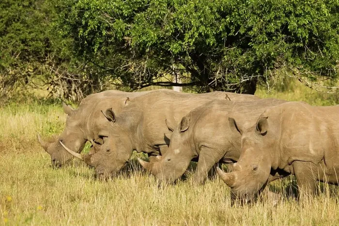 Framed Print : White Rhinoceros or Square-lipped Rhinoceros (Ceratotherium simum)