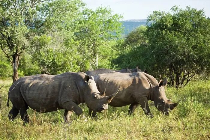 Framed Print : White Rhinoceros or Square-lipped Rhinoceros (Ceratotherium simum)