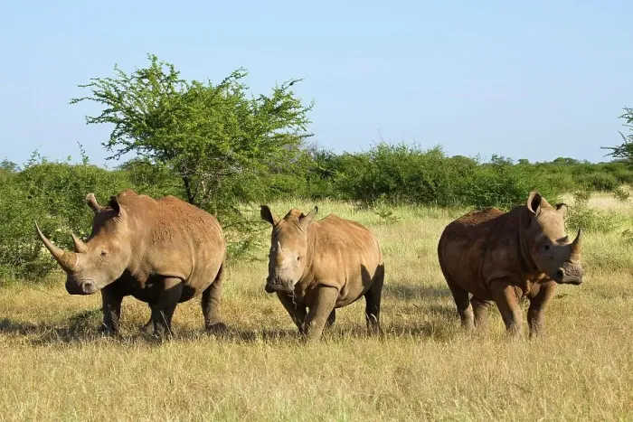 Framed Print : White Rhinoceros or Square-lipped Rhinoceros (Ceratotherium simum)