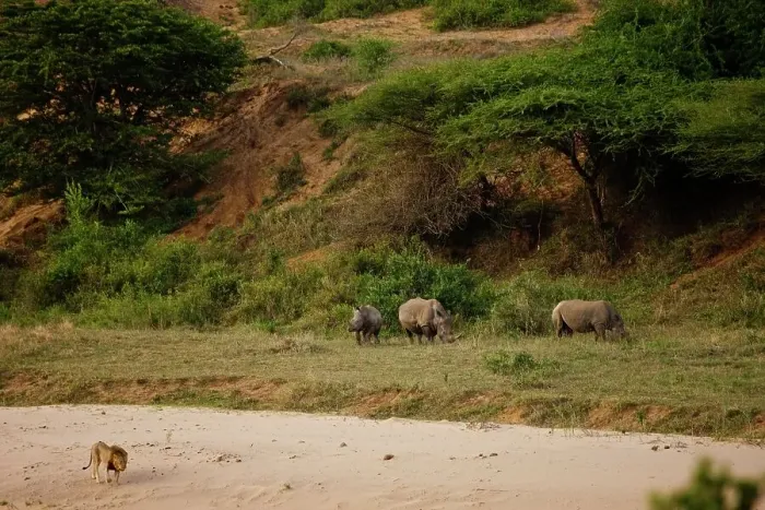 Framed Print : White Rhinoceros or Square-lipped Rhinoceros (Ceratotherium simum) Framed Print : White Rhinoceros or Square-lipped Rhinoceros (Ceratotherium simum)