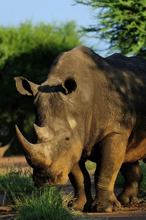 Framed Print : White rhinoceros or square-lipped rhinoceros (Ceratotherium simum) Framed Print : White rhinoceros or square-lipped rhinoceros (Ceratotherium simum)