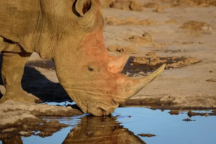 Framed Print : White rhinoceros or square-lipped rhinoceros (Ceratotherium simum) drinking Framed Print : White rhinoceros or square-lipped rhinoceros (Ceratotherium simum) drinking