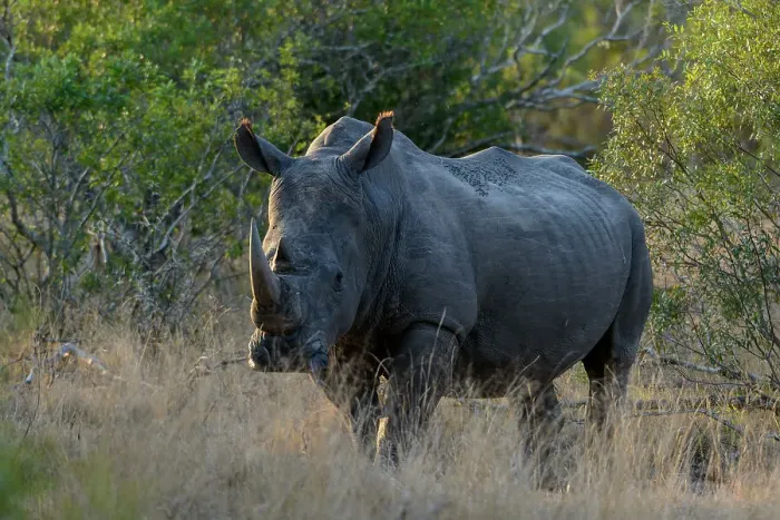 Framed Print : White rhinoceros or square-lipped rhinoceros or rhino (Ceratotherium simum) Framed Print : White rhinoceros or square-lipped rhinoceros or rhino (Ceratotherium simum)
