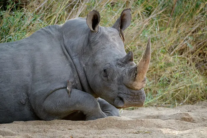 Framed Print : White rhinoceros or square-lipped rhinoceros or rhino (Ceratotherium simum) Framed Print : White rhinoceros or square-lipped rhinoceros or rhino (Ceratotherium simum)