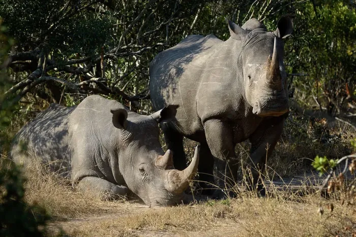 Framed Print : White rhinoceros or square-lipped rhinoceros or rhino (Ceratotherium simum) Framed Print : White rhinoceros or square-lipped rhinoceros or rhino (Ceratotherium simum)