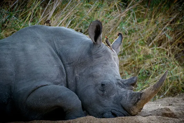 Framed Print : White rhinoceros or square-lipped rhinoceros or rhino (Ceratotherium simum) Framed Print : White rhinoceros or square-lipped rhinoceros or rhino (Ceratotherium simum)