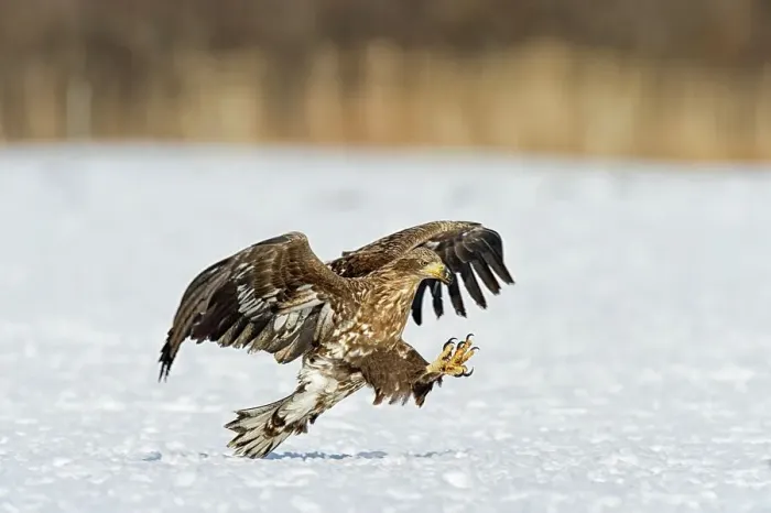 Framed Print : White-Tailed Eagle (Haliaeetus albicilla) attacking on a fish