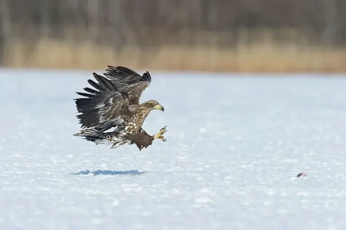 Framed Print : White-Tailed Eagle (Haliaeetus albicilla) attacking on a fish