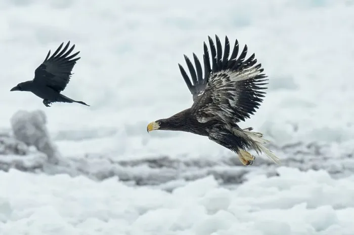 Framed Print : White-Tailed Eagle (Haliaeetus albicilla) chasing crow