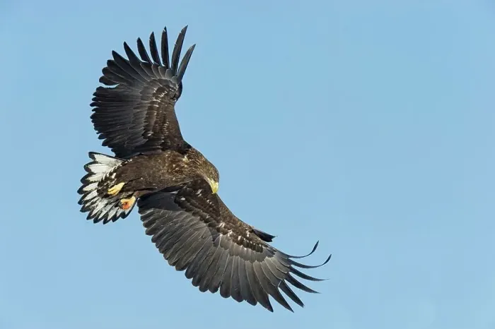 Framed Print : White-Tailed Eagle (Haliaeetus albicilla) flying in the sky Framed Print : White-Tailed Eagle (Haliaeetus albicilla) flying in the sky