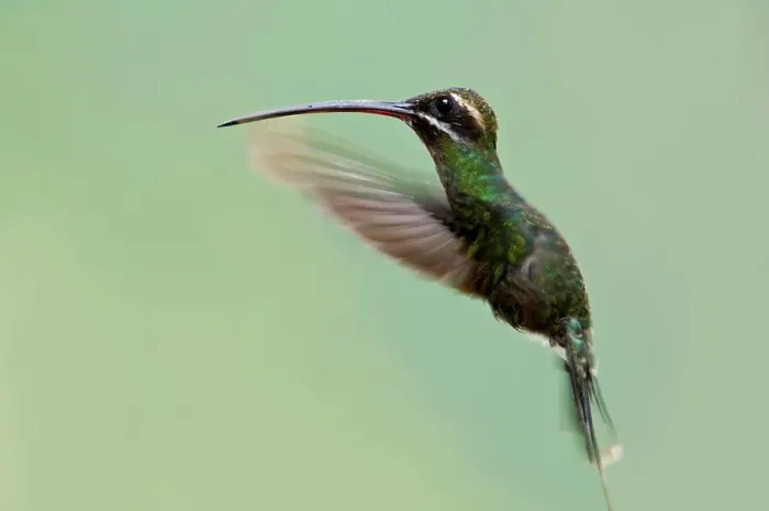 Framed Print : White-Whiskered Hermit (Phaethornis yaruqui) in flight Framed Print : White-Whiskered Hermit (Phaethornis yaruqui) in flight