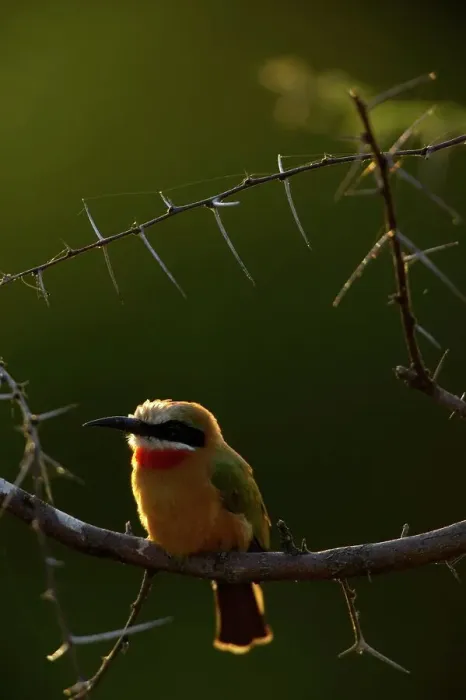 Framed Print : Whitefronted Bee-eater (Merops bullockoides) on a branch Framed Print : Whitefronted Bee-eater (Merops bullockoides) on a branch