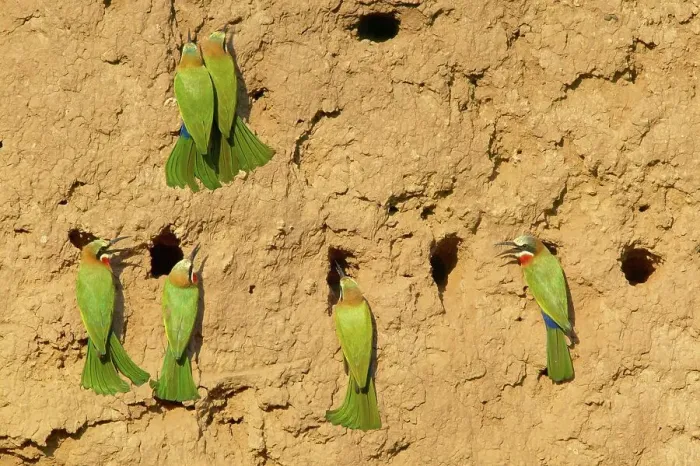 Framed Print : Whitefronted Bee-eater (Merops bullockoides) at their nests Framed Print : Whitefronted Bee-eater (Merops bullockoides) at their nests