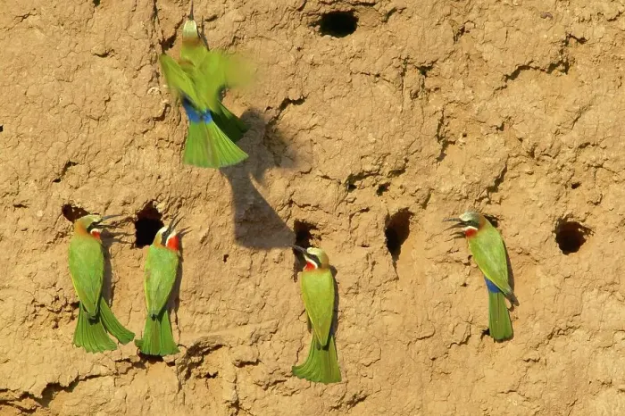 Framed Print : Whitefronted Bee-eater (Merops bullockoides) at their nests Framed Print : Whitefronted Bee-eater (Merops bullockoides) at their nests