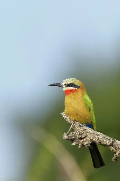 Framed Print : Whitefronted Bee-eater (Merops bullockoides) on perch