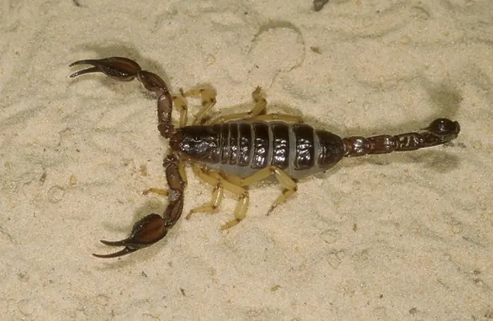 Framed Print : White's Nebo Scorpion (Nebo whitei) Venomous, Arabian Peninsula Framed Print : White's Nebo Scorpion (Nebo whitei) Venomous, Arabian Peninsula