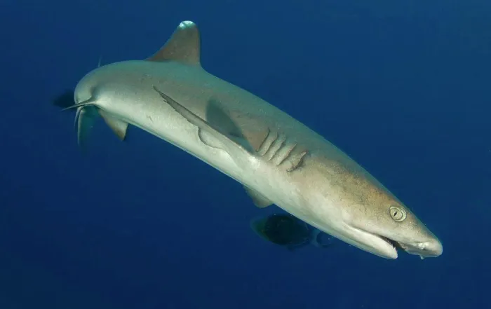 Framed Print : Whitetip reef shark (Triaenodon obesus), full body view, Fathers reef, Kimbe Bay, Papua New Guinea Framed Print : Whitetip reef shark (Triaenodon obesus), full body view, Fathers reef, Kimbe Bay, Papua New Guinea