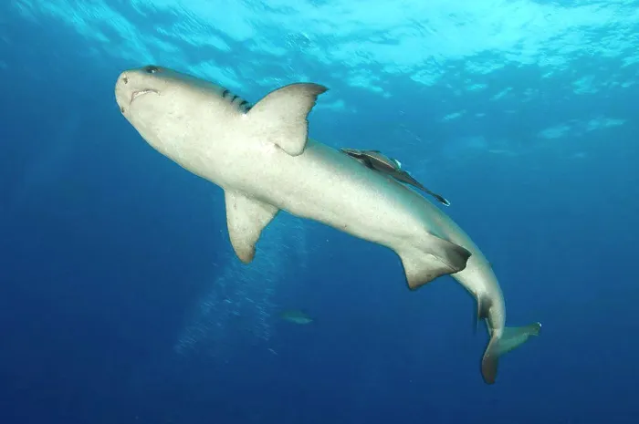 Framed Print : Whitetip reef shark (Triaenodon obesus), full body view, Fathers reef, Kimbe Bay, Papua New Guinea Framed Print : Whitetip reef shark (Triaenodon obesus), full body view, Fathers reef, Kimbe Bay, Papua New Guinea