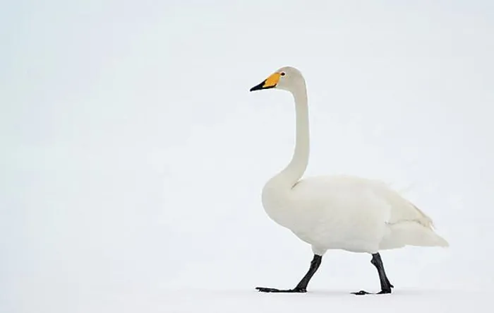 Framed Print : Whooper Swan (Cygnus cygnus), Kuusamo, Finland, Europe Framed Print : Whooper Swan (Cygnus cygnus), Kuusamo, Finland, Europe