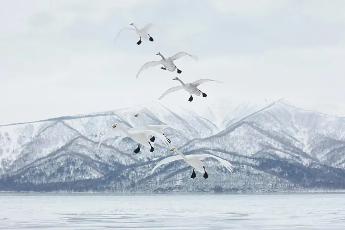 Framed Print : Whooper Swan (Cygnus cygnus) mid-air in winter