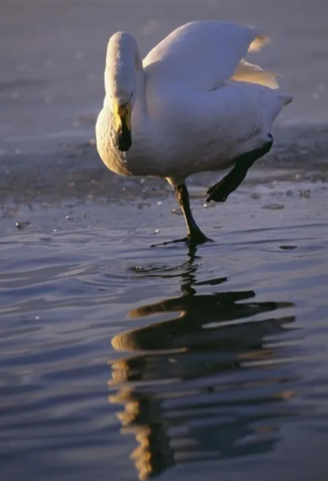 Framed Print : A whooper swan, Japan Framed Print : A whooper swan, Japan