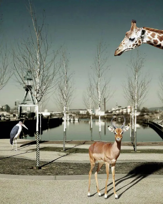 Framed Print : Wild animals in the city, Composite Framed Print : Wild animals in the city, Composite