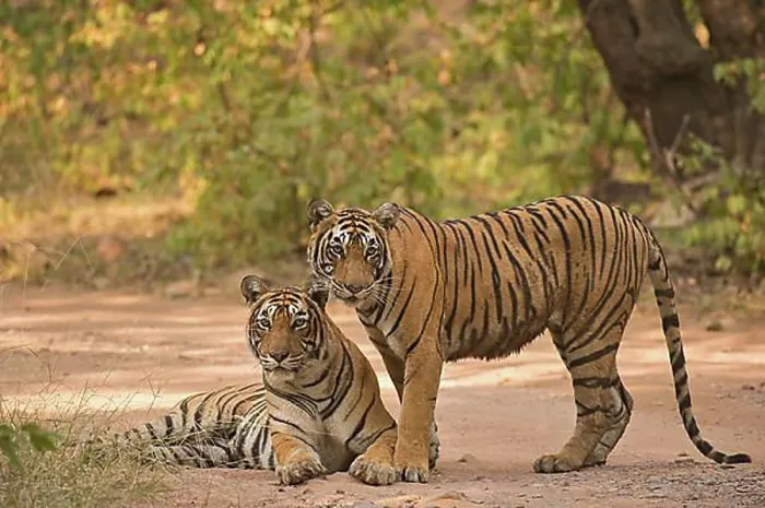 Framed Print : Two wild Bengal Tigers or Indian Tigers (Panthera tigris tigris) Framed Print : Two wild Bengal Tigers or Indian Tigers (Panthera tigris tigris)
