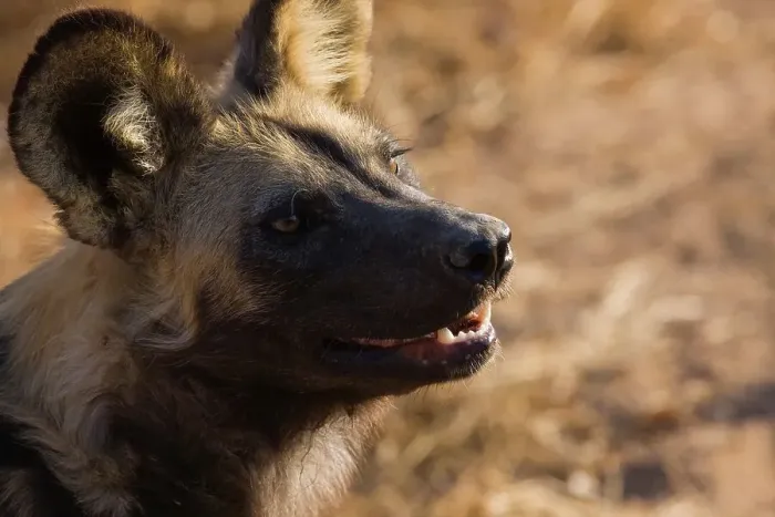 Framed Print : Wild Dog (Lycaon pictus). Hoedspruit Conservation Centre