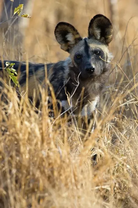 Framed Print : Wild Dog (Lycaon pictus). Hoedspruit Conservation Centre Framed Print : Wild Dog (Lycaon pictus). Hoedspruit Conservation Centre