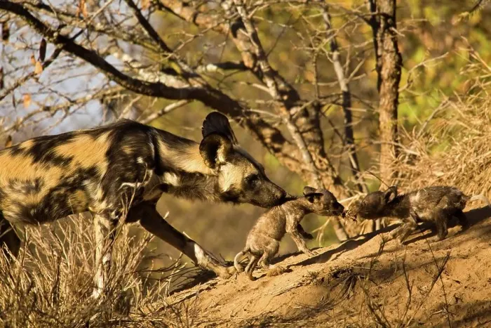 Framed Print : Wild Dog (Lycaon pictus). Hoedspruit Conservation Centre