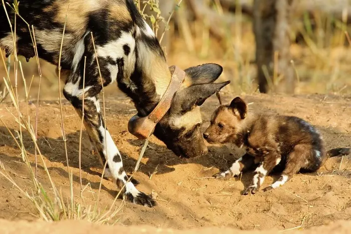 Framed Print : Wild Dog (Lycaon pictus). Northern Tuli Game Reserve Framed Print : Wild Dog (Lycaon pictus). Northern Tuli Game Reserve